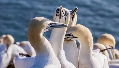 开云网页版中国官网-二次进攻35比0被剃光头 波神不在独行侠举步维艰