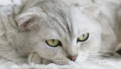 Kaiyun-558人检测新增2例阳性 NBA禁止球队提前接种疫苗