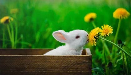 开云登录入口-少打一人！三镇球员阿德里亚诺铲球领到第二张黄牌，被红牌罚下